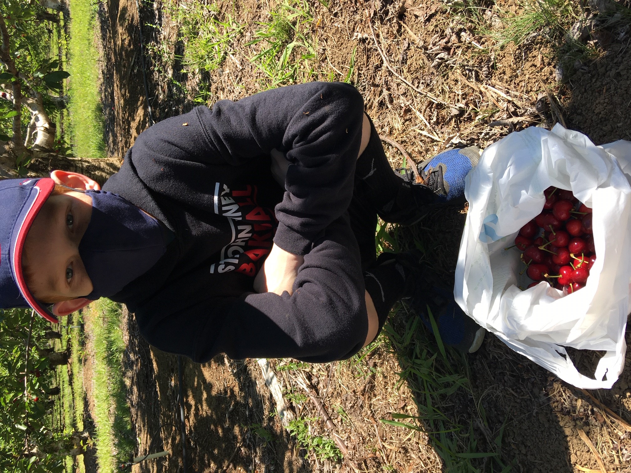 Cherry picking in Brentwood